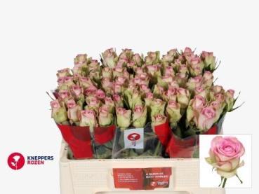 Vollsortiment - Rose - ROSA